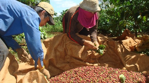 Thu hoạch cà phê tại huyện Krông Năng (Đắk Lắk) - Ảnh: Trung Tân